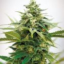 Critical XXL (Garden Of Green) Feminized