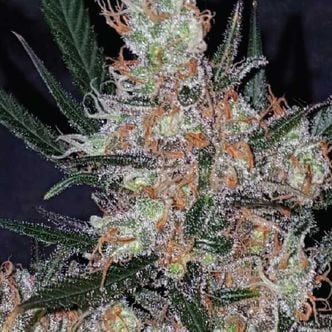 Diesel Berry Cough (Garden Of Green) Feminized