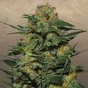 Green Crack (Garden Of Green) Feminized