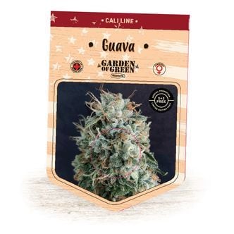 Guava (Garden Of Green) Feminized