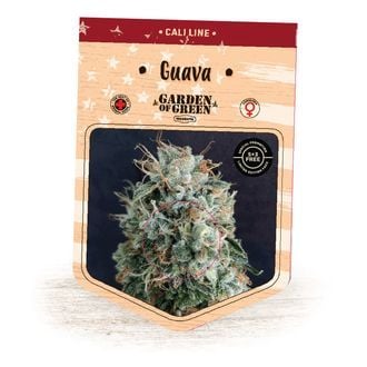 Guava (Garden Of Green) Feminized