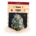 Guava (Garden Of Green) Feminized