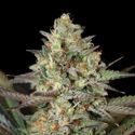 Kush Mass (Garden Of Green) Feminized