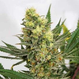 Pineapple Amnesia (Garden Of Green) Feminized