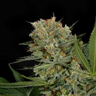 Sweet Russian (Garden Of Green) Feminized