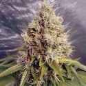 Kush Mass Auto (Garden Of Green) Feminized