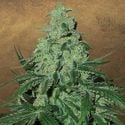 Super Skunk Auto (Garden Of Green) Feminized