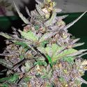 Violet Kush Auto (Garden Of Green) Feminized