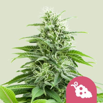 Fruit Spirit (Royal Queen Seeds) feminized