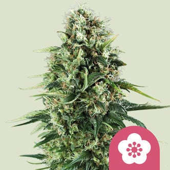 Power Flower (Royal Queen Seeds) feminized