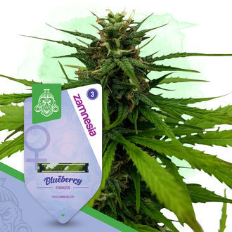 Fruity Pack - Feminized Strains