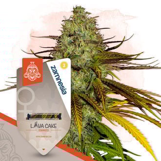 Chocolate Cake Pack - Feminized Strains