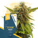 Canna-Curious Pack - Feminized Strains