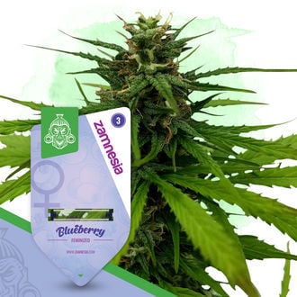 Coffeeshop Classics Pack - Feminized Strains