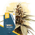 Coffeeshop Classics Pack - Feminized Strains