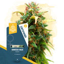 Coffeeshop Classics Pack - Feminized Strains