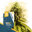 Terpene Dream Pack - Feminized Strains