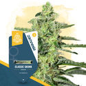 Scent-Sational Pack - Feminized Strains