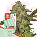 Candy Shop Pack - Feminized Strains