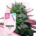 Candy Shop Pack - Feminized Strains