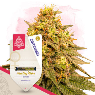 Kings Of Kush Pack - Feminized Strains