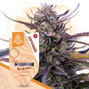 Kings Of Kush Pack - Feminized Strains