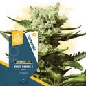 Kings Of Kush Pack - Feminized Strains