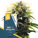 Fast Flowering Pack - Feminized Strains