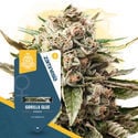 Super THC Pack - Feminized Soorten