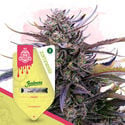 Super THC Pack - Feminized Soorten