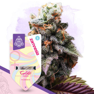 Sugar Rush Pack - Feminized Strains