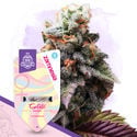 Sugar Rush Pack - Feminized Strains