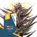 Praise The Haze Pack - Feminized Strains