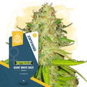 Praise The Haze Pack - Feminized Strains