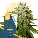 Praise The Haze Pack - Feminized Strains