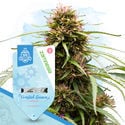 Fruity Pack - Autoflowering Strains