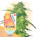 Quick Results Pack - Autoflowering Strains