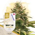 Quick Results Pack - Autoflowering Strains
