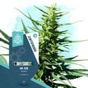 Quick Results Pack - Automatic Strains