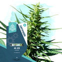 Quick Results Pack - Autoflowering Strains