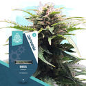 Quick Results Pack - Autoflowering Strains