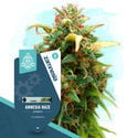 Coffeeshop Classics Pack - Autoflowering Strains