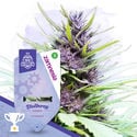 Coffeeshop Classics Pack - Autoflowering Strains