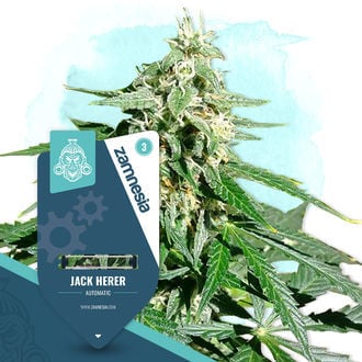 Coffeeshop Classics Pack - Autoflowering Strains