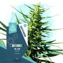 Coffeeshop Classics Pack - Autoflowering Strains