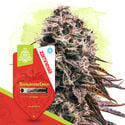 Terpene Dream Pack - Autoflowering Strains