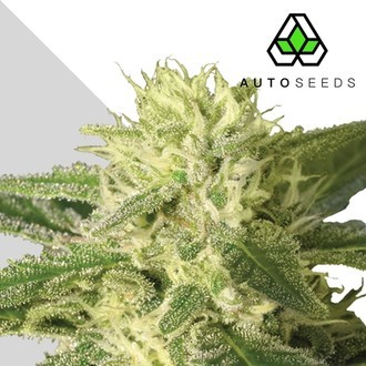 Auto 1 (Auto Seeds) feminized