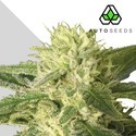 Auto 1 (Auto Seeds) feminized