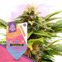 Candy Shop Pack - Autoflowering Strains