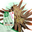 Kings of Kush Pack - Autoflowering Strains